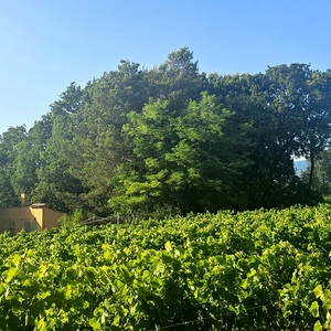 Mont Ventoux in the back garden